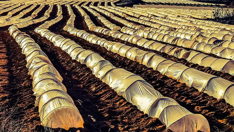 نایلون کشاورزی 3 قیمت انواع نایلون کشاورزی نایلون کشاورزی