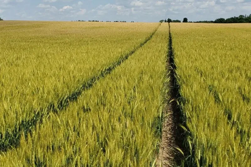 فاصله نوار تیپ در گندم | آبیاری گندم با نوار تیپ 2 آبیاری گندم با نوار تیپ