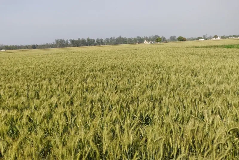 فاصله نوار تیپ در گندم | آبیاری گندم با نوار تیپ 3 مزایای اقتصادی آبیاری با نوار تیپ