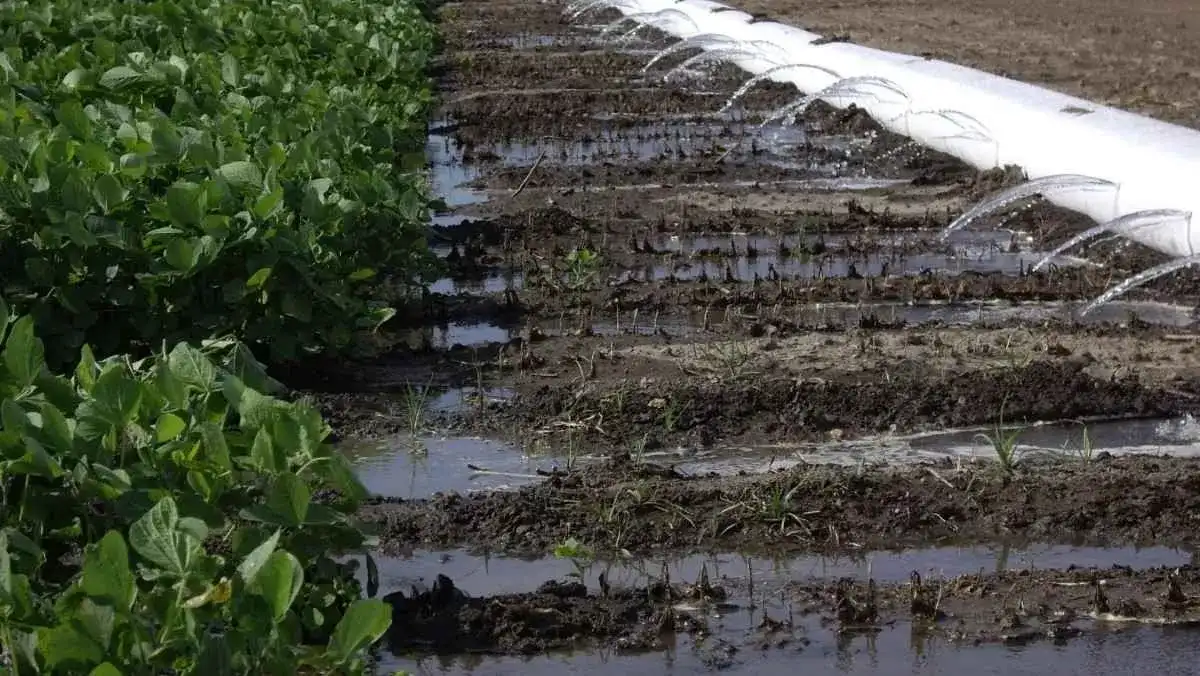 آبیاری به کمک لوله های هیدروفلوم | هرچه باید بدانید